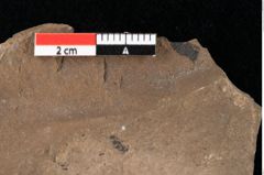 Foto (Detailansicht) von Glyptostrobus europaeus Brongniart (NHMW-GEO-2024-0188-0159)